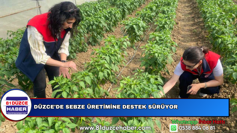 DÜZCE'DE SEBZE ÜRETİMİNE DESTEK SÜRÜYOR