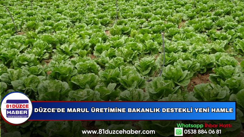 Düzce'de Marul Üretimine Bakanlık Destekli Yeni Hamle