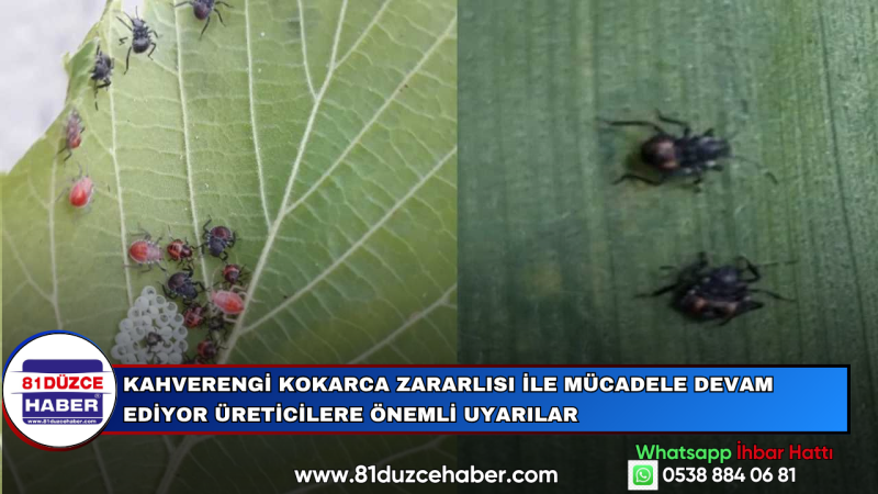 Kahverengi Kokarca Zararlısı ile Mücadele Devam Ediyor Üreticilere Önemli Uyarılar