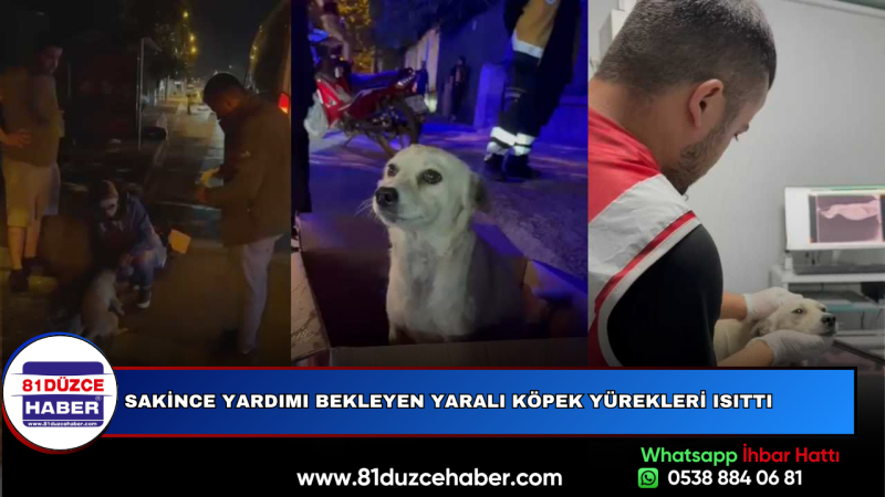 Sakince Yardımı Bekleyen Yaralı Köpek Yürekleri Isıttı