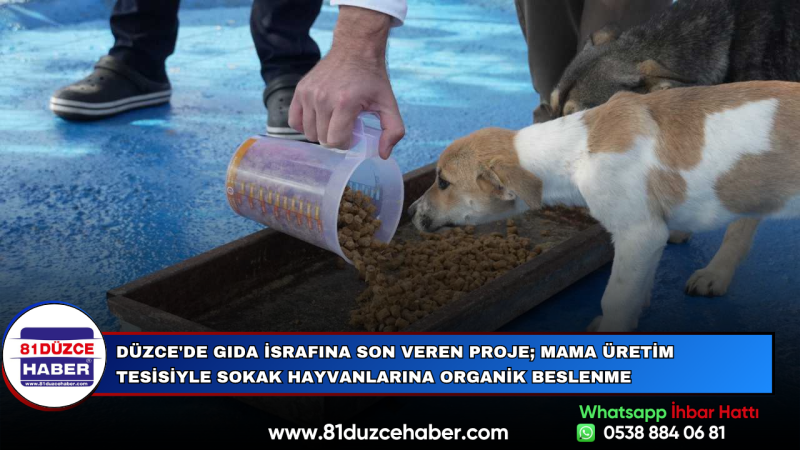 Düzce'de Gıda İsrafına Son Veren Proje; Mama Üretim Tesisiyle Sokak Hayvanlarına Organik Beslenme
