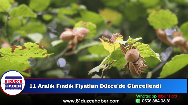 11 Aralık Fındık Fiyatları Düzce’de Güncellendi