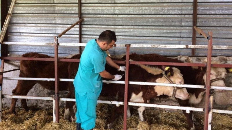 3 bin 255 hayvan aşılandı