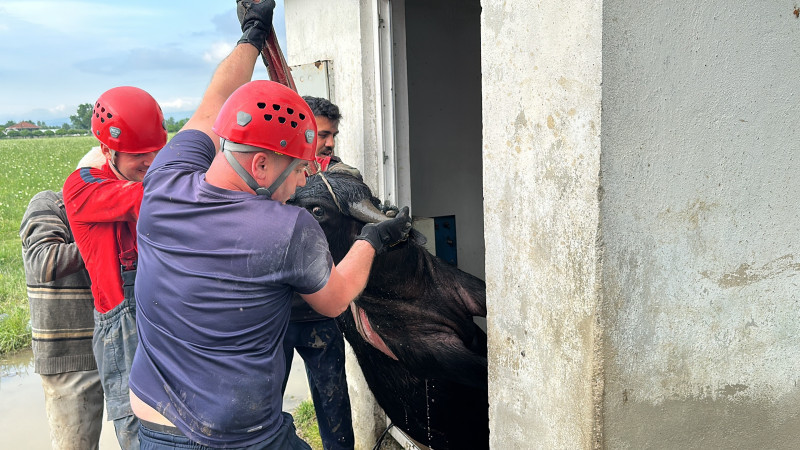 Su kuyusuna düşen ineklere kurtarma operasyonu