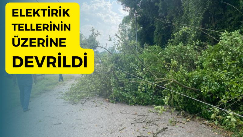 YAŞLI AĞAÇ RÜZGARA DAYANAMADI