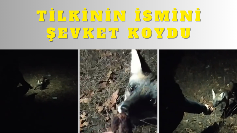 Aç kalan tilkiyi elleriyle besledi