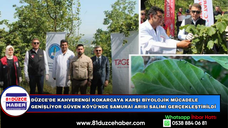 DÜZCE'DE KAHVERENGİ KOKARCAYA KARŞI BİYOLOJİK MÜCADELE GENİŞLİYOR GÜVEN KÖYÜ'NDE SAMURAİ ARISI SALIM
