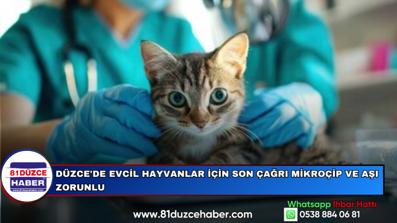 Düzce'de Evcil Hayvanlar İçin Son Çağrı Mikroçip ve Aşı Zorunlu