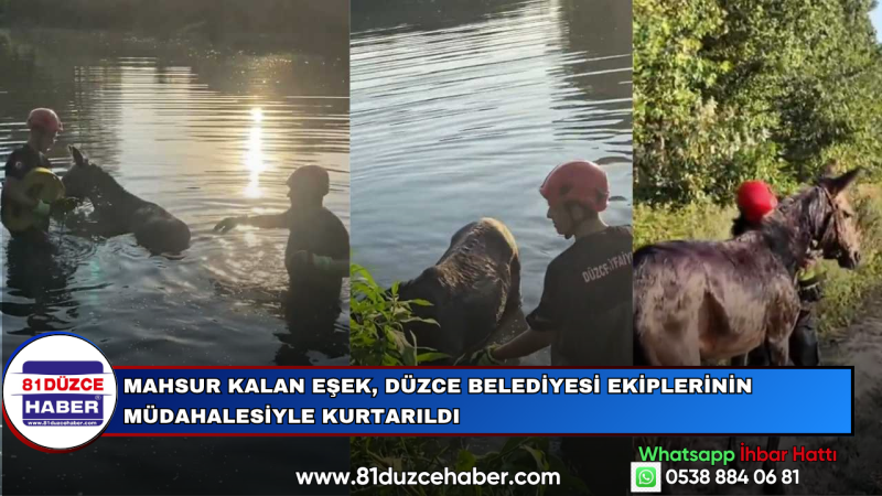Mahsur Kalan Eşek, Düzce Belediyesi Ekiplerinin Müdahalesiyle Kurtarıldı