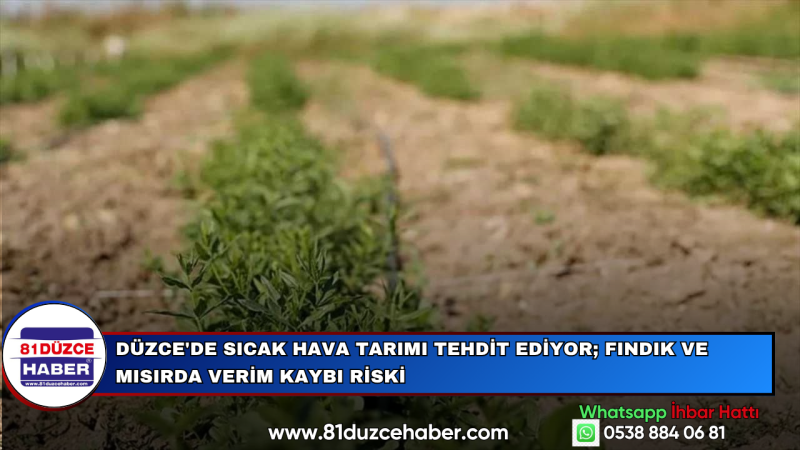 Düzce'de Sıcak Hava Tarımı Tehdit Ediyor; Fındık ve Mısırda Verim Kaybı Riski