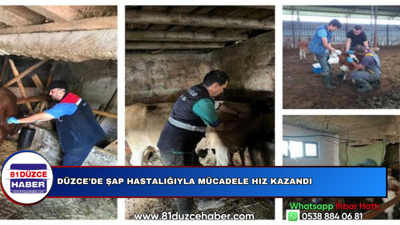 Düzce'de Şap Hastalığıyla Mücadele Hız Kazandı