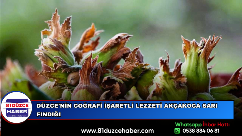 Düzce'nin Coğrafi İşaretli Lezzeti Akçakoca Sarı Fındığı