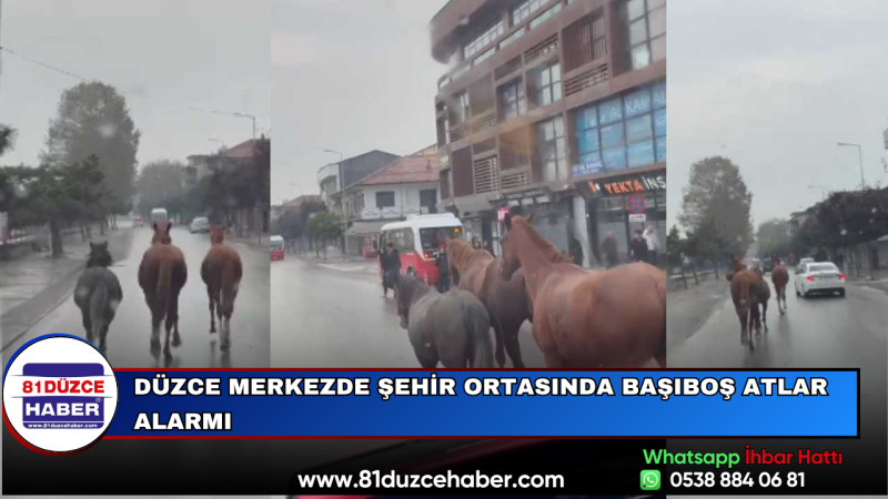 Düzce Merkezde Şehir Ortasında Başıboş Atlar Alarmı 