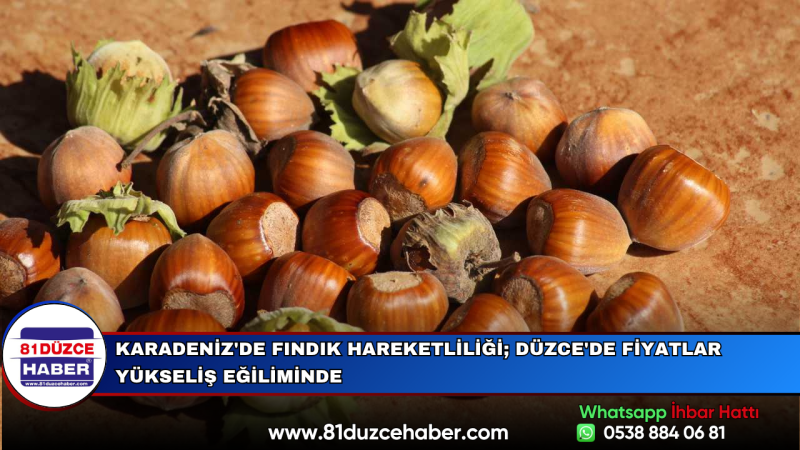 Karadeniz'de Fındık Hareketliliği; Düzce'de Fiyatlar Yükseliş Eğiliminde