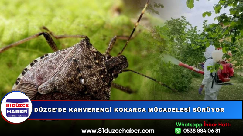 Düzce'de Kahverengi Kokarca Mücadelesi Sürüyor