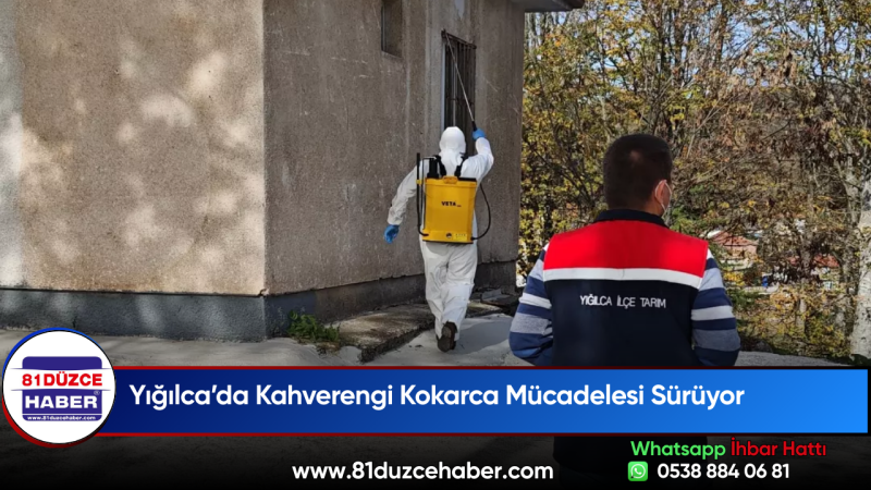 Yığılca’da Kahverengi Kokarca Mücadelesi Sürüyor