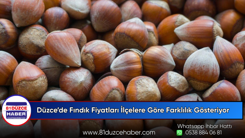 Düzce’de Fındık Fiyatları İlçelere Göre Farklılık Gösteriyor