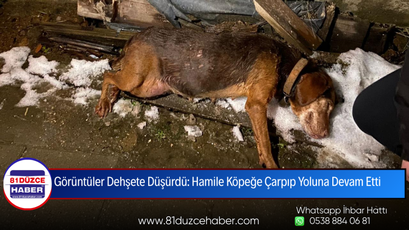 Görüntüler Dehşete Düşürdü: Hamile Köpeğe Çarpıp Yoluna Devam Etti