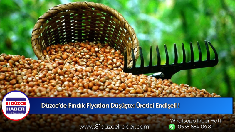 Düzce’de Fındık Fiyatları Düşüşte: Üretici Endişeli !