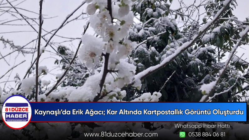 Kaynaşlı’da Erik Ağacı; Kar Altında Kartpostallık Görüntü Oluşturdu