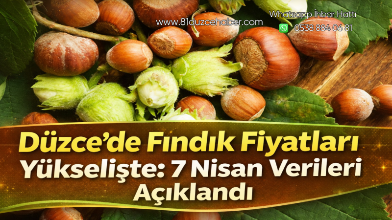 Düzce’de Fındık Fiyatları Yükselişte: 7 Nisan Verileri Açıklandı