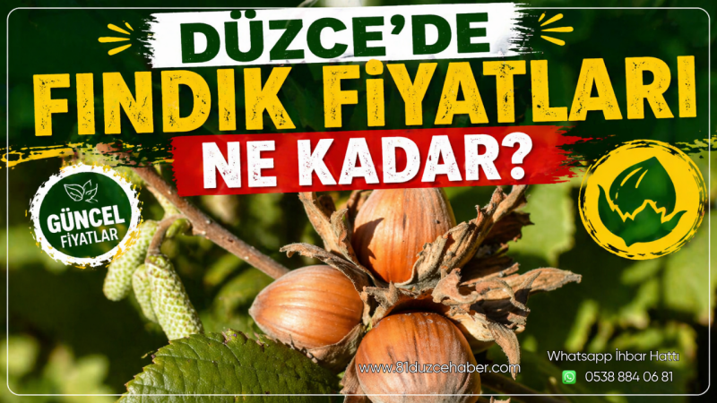 Düzce’de Fındık Fiyatları Ne Kadar?