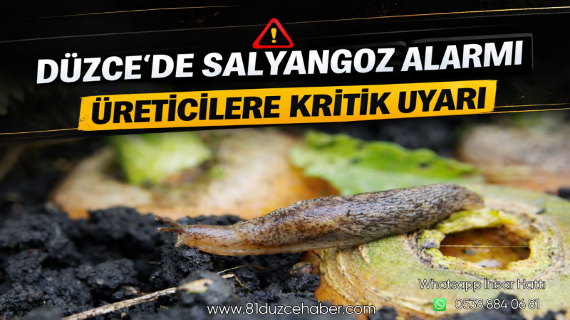 Düzce’de Salyangoz Alarmı: Üreticilere Kritik Uyarı