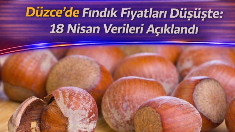 Düzce’de Fındık Fiyatları Düşüşte: 18 Nisan Verileri Açıklandı