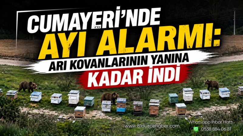 Cumayeri’nde Ayı Alarmı: Arı Kovanlarının Yanına Kadar İndi