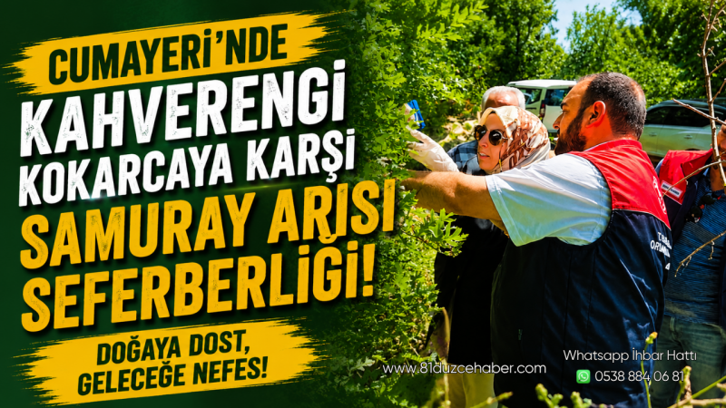Cumayeri’nde Kahverengi Kokarcaya Karşı Samuray Arısı Seferberliği