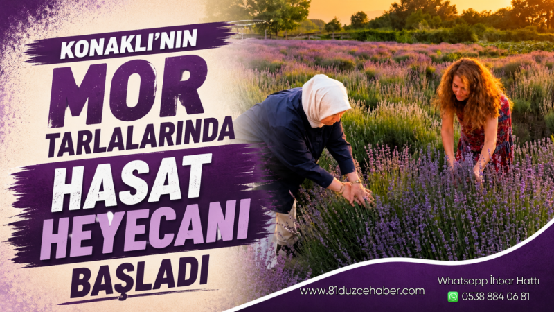 Konaklı’nın Mor Tarlalarında Hasat Heyecanı Başladı