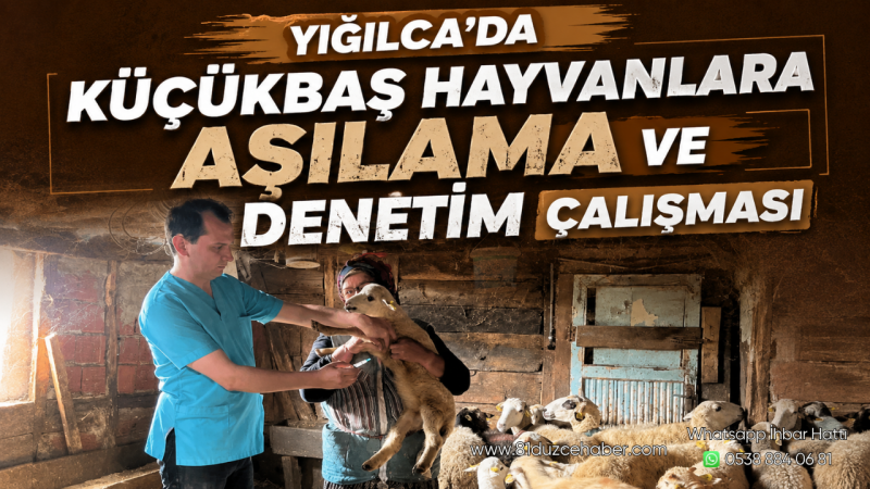 Yığılca’da Küçükbaş Hayvanlara Aşılama ve Denetim Çalışması