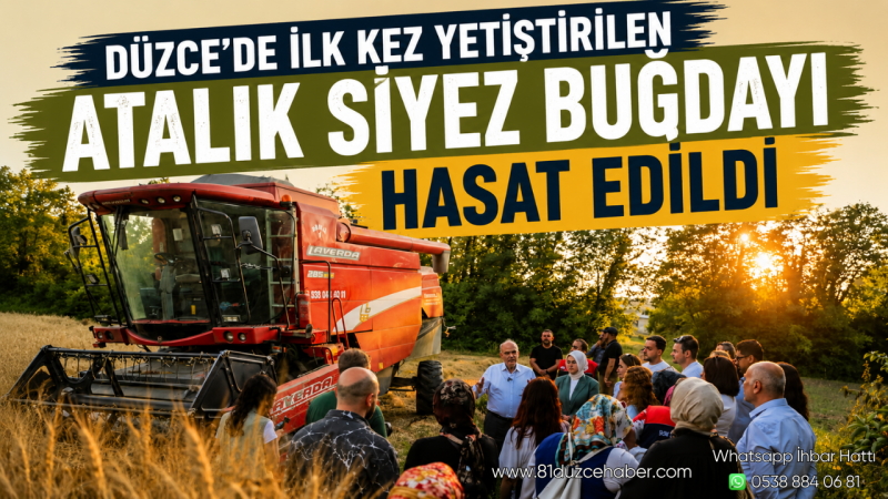 Düzce'de İlk Kez Yetiştirilen Atalık Siyez Buğdayı Hasat Edildi