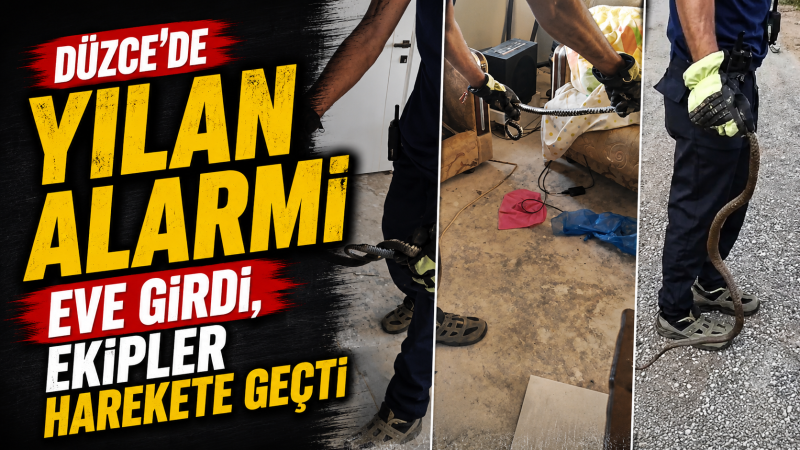 Düzce'de Yılan Alarmı: Eve Girdi, Ekipler Harekete Geçti