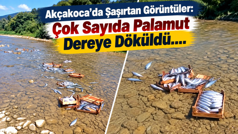 Akçakoca’da Şaşırtan Görüntüler: Çok Sayıda Palamut Dereye Döküldü