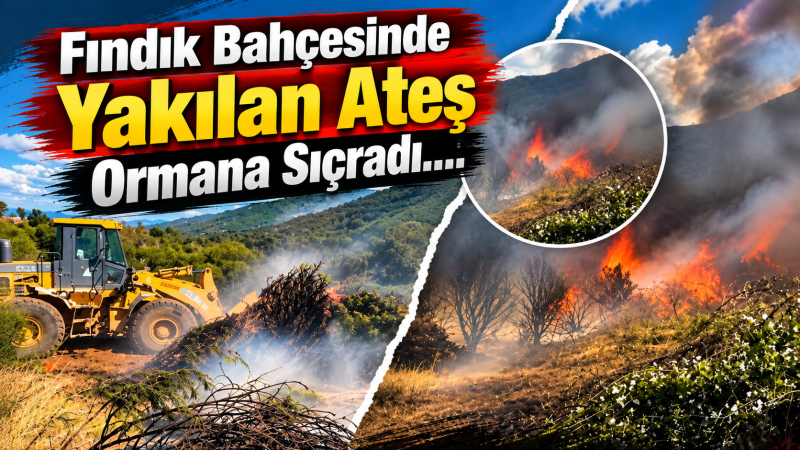 Fındık Bahçesinde Yakılan Ateş Ormana Sıçradı